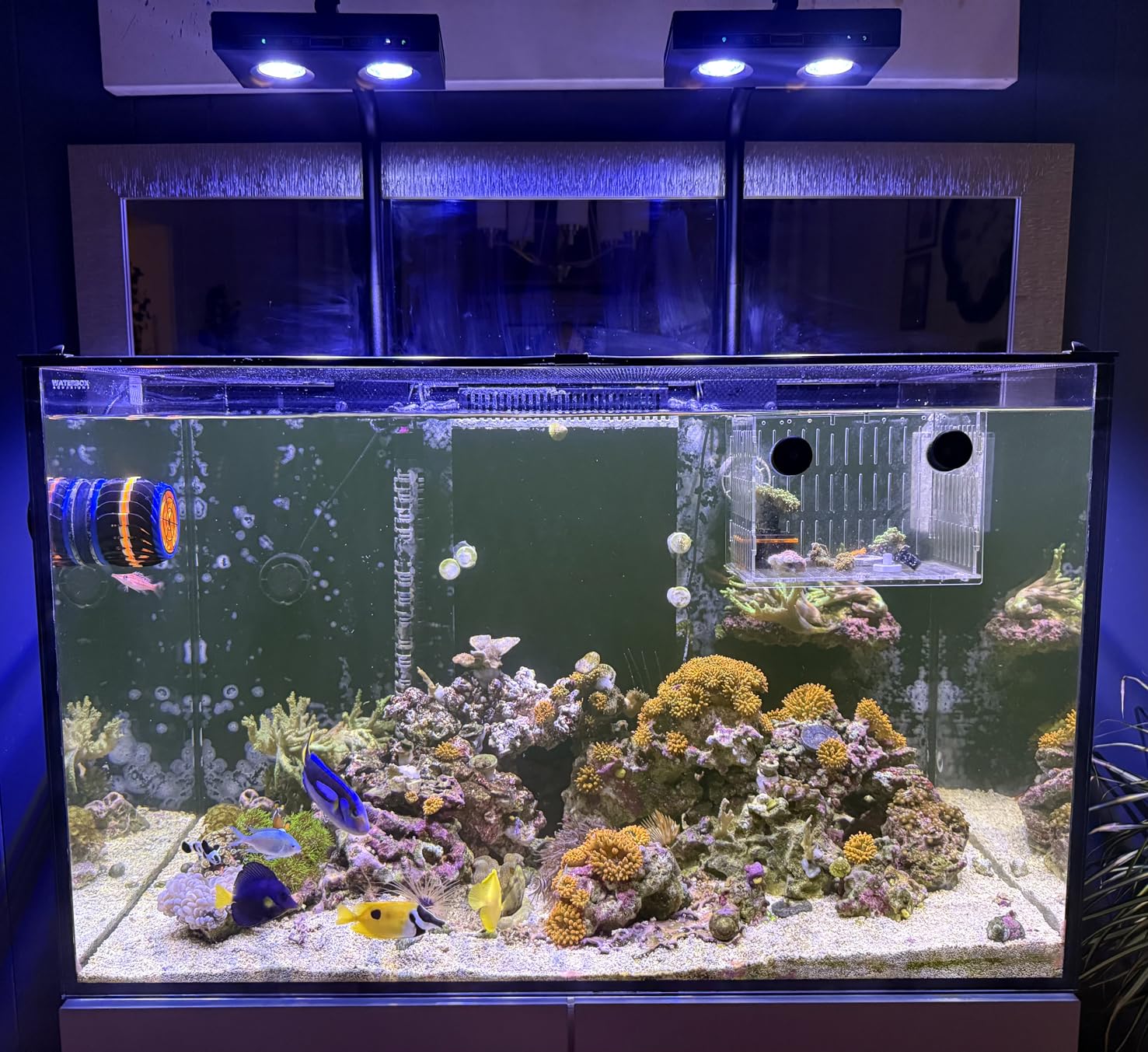 고출력 DIY 스펙트럼 90W G5 아쿠아 스타 타이머 - Reef Lighting 리뷰 및 가격